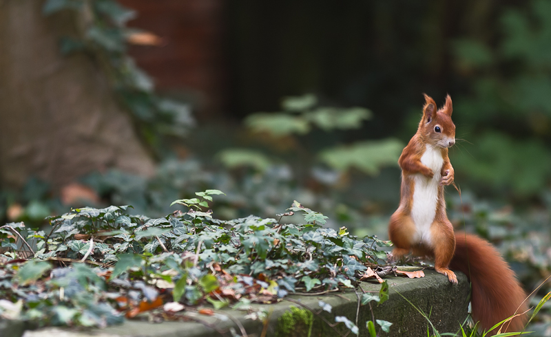 1210Sieglinde Senser S dfriedhof004